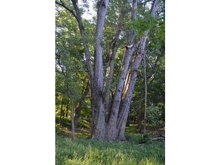 Property photo 18 - 64 Acre Farm Offered in 4 Tracts or in Combinations - Real Estate Auction